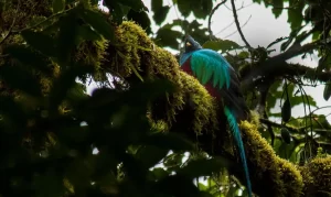 Monteverde Costa Rica